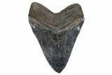 Serrated, Fossil Megalodon Tooth - Giant SC River Meg #357370-2